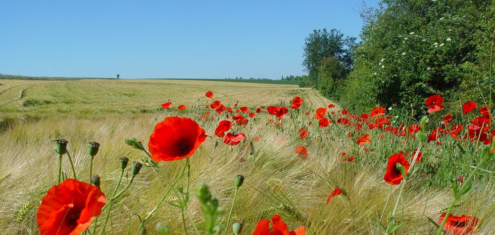 Copyright Wfanederland.nl (c) Wfanederland.nl